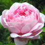 Constance Spry (Rosa multiflora (Rose))