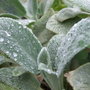 Stachys byzantina (Lambs' ears)