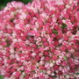 Sedum spectabile