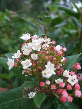 Viburnum tinus (Viburnum tinus)