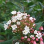 Viburnum tinus (Viburnum tinus)