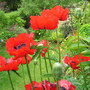 View down the garden through the poppies.... (Papaver orientale (Oriental poppy))