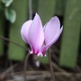 The first Cyclamen in bloom this year. (Cyclamen hederifolium)