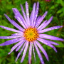 A garden flower photo