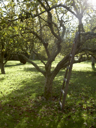 Orchard 7 October 2007