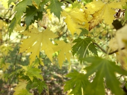 Acer Cappadoccicum (Acer capadoccicum)