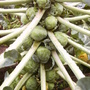 Brussels Sprouts late summer 2008