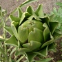 Artichoke_3