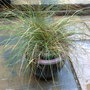 Festuca cinerea