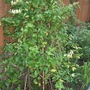 A garden flower photo (Banksia marginata (Honeysuckle))