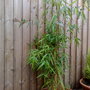 Phyllostachys aureosulcata (Yellow-groove bamboo)