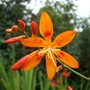 Crocosmia Aurea 'Maculata'