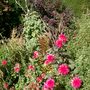 October flowers
