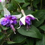 Fuchsia Deep Purple (Southern Belle)
