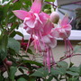 Fuchsia Southgate
