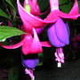 Fuchsia Mrs Popple