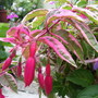 Fuchsia Tom West