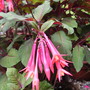 Fuchsia Thalia