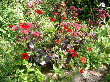 August_4th2007_003.jpg (Sedum tel, atropurpureum and Potentilla Miss Wilmott)
