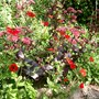 August_4th2007_003.jpg (Sedum tel, atropurpureum and Potentilla Miss Wilmott)
