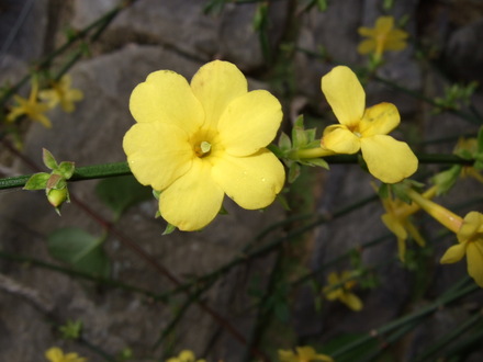 Winter Jasmine (Jasminum nudiflorum)