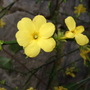 Jasminum nudiflorum