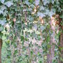 Hedera helix (English ivy)