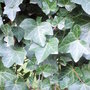 Hedera helix (English ivy)