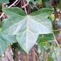 Leaf Hedera helix  (Hedera helix)