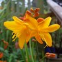 Crocosmia 'Goldie'