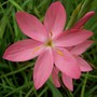 Schizostylis 'Maidens Blush'
