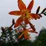 Crocosmia x crocosmoides 'Vulcan'
