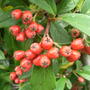 Cotoneaster (Cotoneaster)