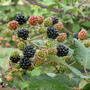 Blackberries