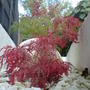 My_garden_aug_2008_068