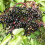 Elderberries  (Sambucus nigra (Common elder))