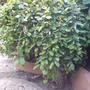 my planter i made with ivy and a fern.