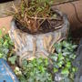 heres the fern i ment lol