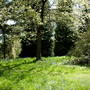 Bluebell time