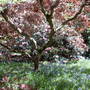 Beautiful Prunus in wild garden.
