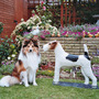 Can you spot the real dog ?
