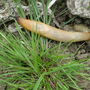 ONE BIG SLUG IN MY ALLOTMENT 