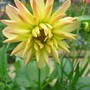 Dahlia (Dahlia)