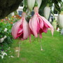 Fuchsia Circus spangles (Fuchsia Hybrid)