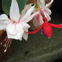 Fuchsia Torville&Dean and Ballcony Queen (Fuchsia Bush)