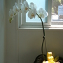 Orchid