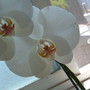 Nana's Orchid