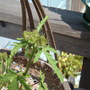 Venice Mallow -  My Daughter Tasteyg grew from seeds :)