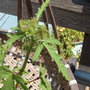 Venice Mallow