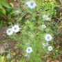 Love in the Mist (Nigella damascena (Love-in-a-mist))